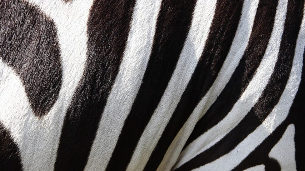 Zebra 1 Buchstabenheft Plus Teil A Lösungen PDF kostenlos herunterladen.